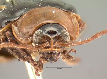 Media type: image; Entomology 19177   Aspect: head frontal view